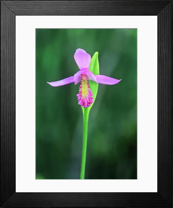 Framed Print : Rose Pogonia (Pogonia ophioglossoides) orchid near Gull Lake, Manitoba, Canada Framed Print : Rose Pogonia (Pogonia ophioglossoides) orchid near Gull Lake, Manitoba, Canada