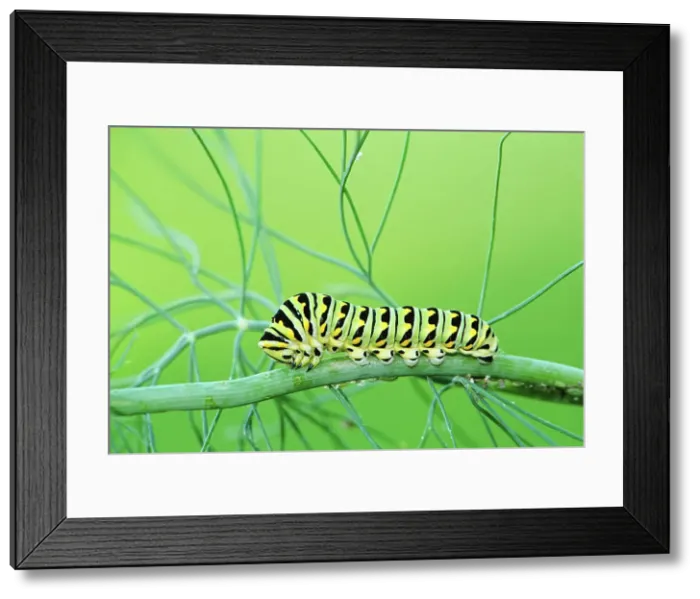 Framed Print : Black swallowtail caterpillar on dill plant Winnipeg, Manitoba, Canada