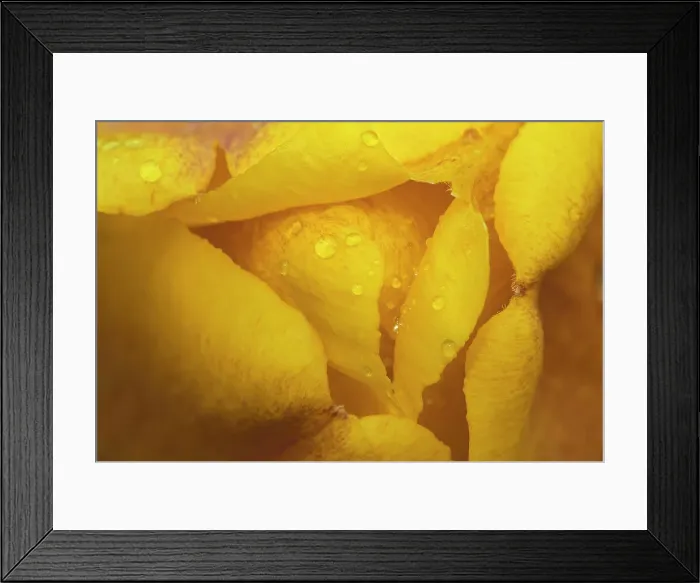 Framed Print : Yello rose flower Sudbury, Ontario, Canada Framed Print : Yello rose flower Sudbury, Ontario, Canada