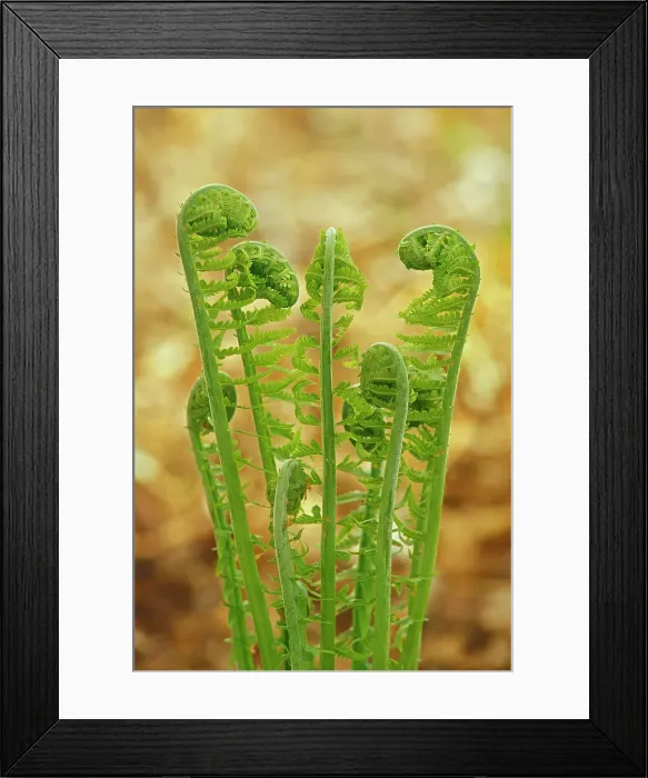 Framed Print : Fern fronds unfolding in spring Winnipeg, Manitoba, Canada