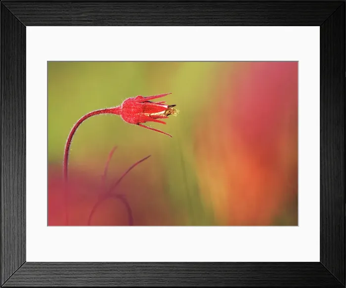 Framed Print : Flower of three-flowered avens, also called prairie smoke (Geum trifolrum) on prairie. Birds Hill Provincial Park, Manitoba, Canada Framed Print : Flower of three-flowered avens, also called prairie smoke (Geum trifolrum) on prairie. Birds Hill Provincial Park, Manitoba, Canada