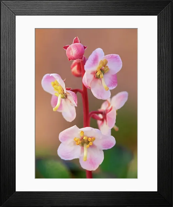 Framed Print : Flower of the Large-flowered wintergreen (Pyrola grandiflora). Churchill, Manitoba, Canada Framed Print : Flower of the Large-flowered wintergreen (Pyrola grandiflora). Churchill, Manitoba, Canada