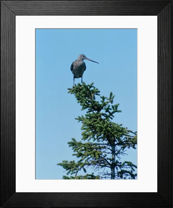Framed Print : Hudsonian godwit (Limosa haemastica) in spruce tree Churchill, Manitoba, Canada