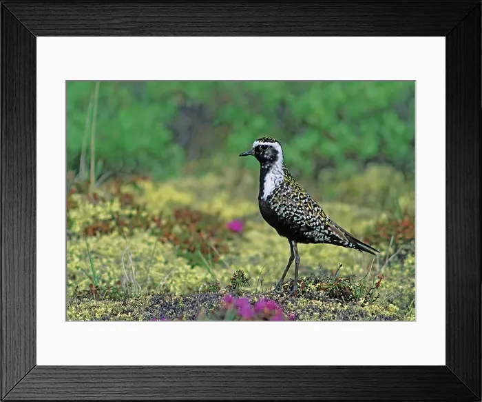 Framed Print : American Golden-Plover (Pluvialis dominica) on tundra Churchill, Manitoba, Canada Framed Print : American Golden-Plover (Pluvialis dominica) on tundra Churchill, Manitoba, Canada