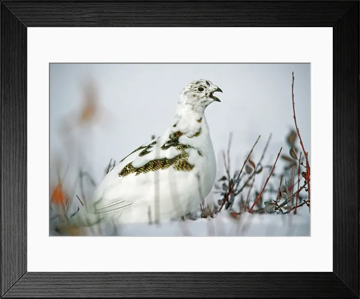 Framed Print : Willow ptarmigan (Lagopus lagopus) on tundra Churchill, Manitoba, Canada