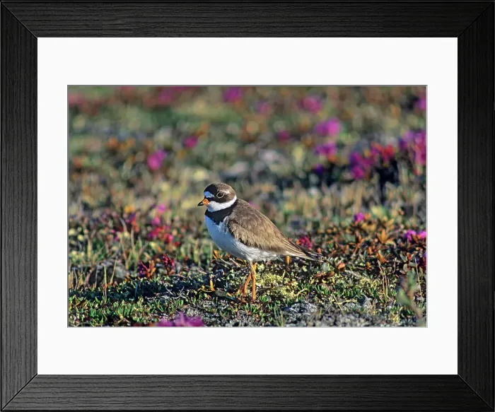 Framed Print : Semipalmated plover (Charadrius semipalmatus) on tundra Churchill, Manitoba, Canada Framed Print : Semipalmated plover (Charadrius semipalmatus) on tundra Churchill, Manitoba, Canada