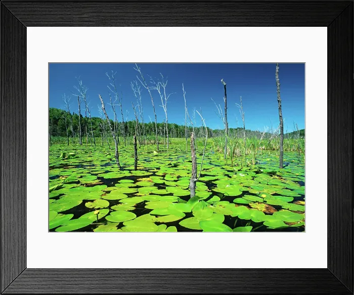 Framed Print : Yellow pond-lily, variegated pond-lily or bullhead pond-lily (Nuphar variegata) Whitefish, Ontario, Canada