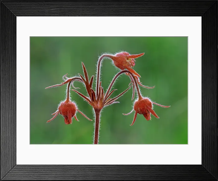 Framed Print : Three-flowered avens (Geum triflorum) flowers Birds Hill Provincial Park, Manitoba, Canada Framed Print : Three-flowered avens (Geum triflorum) flowers Birds Hill Provincial Park, Manitoba, Canada