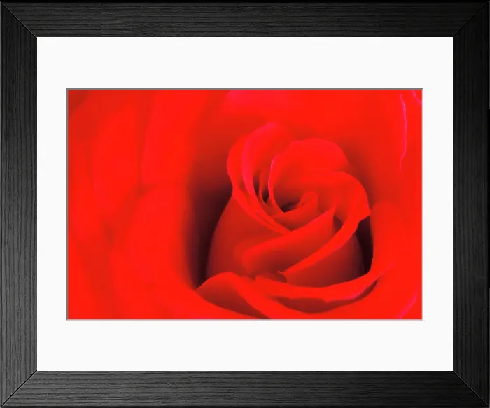 Framed Print : Rose (Rosa sp.) - a garden variety Winnipeg, Manitoba, Canada Framed Print : Rose (Rosa sp.) - a garden variety Winnipeg, Manitoba, Canada