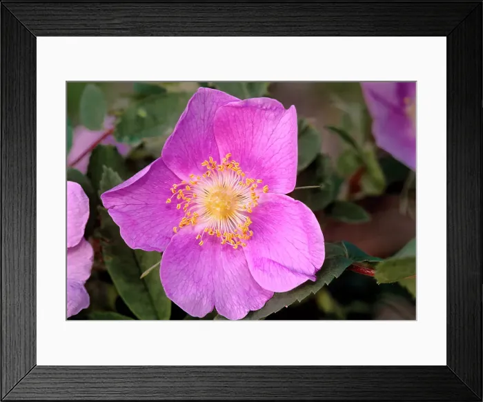 Framed Print : Rose (Rosa sp.) blossom Nopiming Provincal Park, Manitoba, Canada