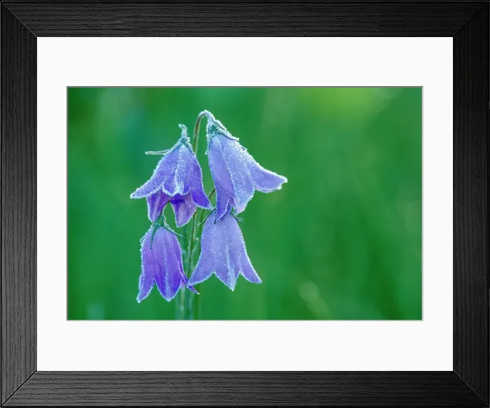 Framed Print : Forst on Harebells (Campanula rotundifolia) blossoms Valemount British Columbia Canada Framed Print : Forst on Harebells (Campanula rotundifolia) blossoms Valemount British Columbia Canada
