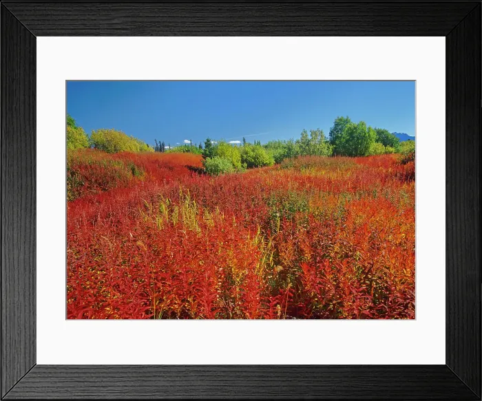 Framed Print : Fireweed (Epilobium sp.) in late summer Kluane National Park Yukon Canada Framed Print : Fireweed (Epilobium sp.) in late summer Kluane National Park Yukon Canada