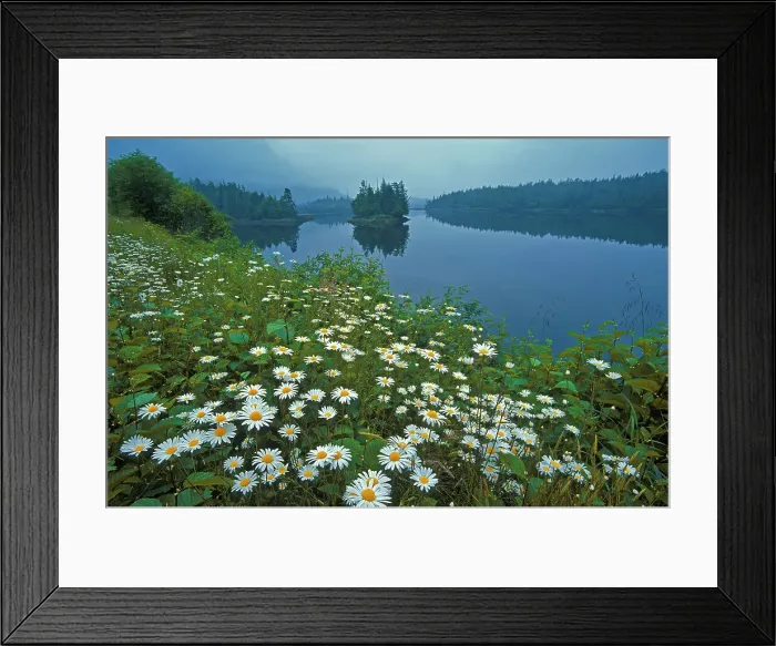 Framed Print : Field of common or oxeye daisy (Leucanthemum vulgare or Chrysanthemum leucanthemum) flowers Prince Rupert British Columbia Canada Framed Print : Field of common or oxeye daisy (Leucanthemum vulgare or Chrysanthemum leucanthemum) flowers Prince Rupert British Columbia Canada