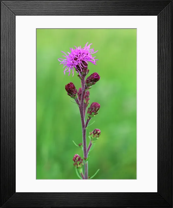 Framed Print : Meadow blazing star (Liatris pycnostachya) Tolstoi Tall Grass Prairie Preserve, Manitoba, Canada Framed Print : Meadow blazing star (Liatris pycnostachya) Tolstoi Tall Grass Prairie Preserve, Manitoba, Canada