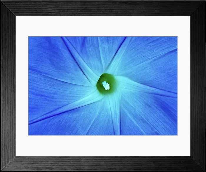 Framed Print : Morning glory blossom (Ipomoea purpurea) Winnipeg, Manitoba, Canada Framed Print : Morning glory blossom (Ipomoea purpurea) Winnipeg, Manitoba, Canada