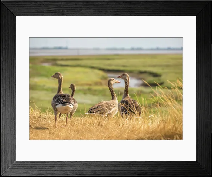 Framed Print : Wild geese on the salt marshes of Spiekeroog, East Frisian Islands, East Frisia, Lower Saxony, Germany