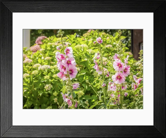 Framed Print : Mallows in the village center of Spiekeroog, East Frisian Islands, East Frisia, Lower Saxony, Germany