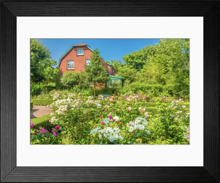 Framed Print : Rose garden of Spiekeroog, East Frisian Islands, East Frisia, Lower Saxony, Germany Framed Print : Rose garden of Spiekeroog, East Frisian Islands, East Frisia, Lower Saxony, Germany