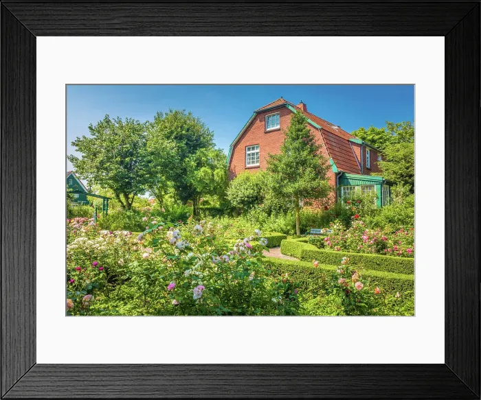 Framed Print : Rose garden of Spiekeroog, East Frisian Islands, East Frisia, Lower Saxony, Germany Framed Print : Rose garden of Spiekeroog, East Frisian Islands, East Frisia, Lower Saxony, Germany