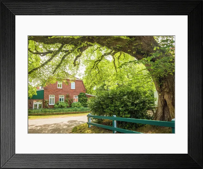 Framed Print : Large old chestnut tree in the village center of Spiekeroog, East Frisian Islands, East Frisia, Lower Saxony, Germany Framed Print : Large old chestnut tree in the village center of Spiekeroog, East Frisian Islands, East Frisia, Lower Saxony, Germany