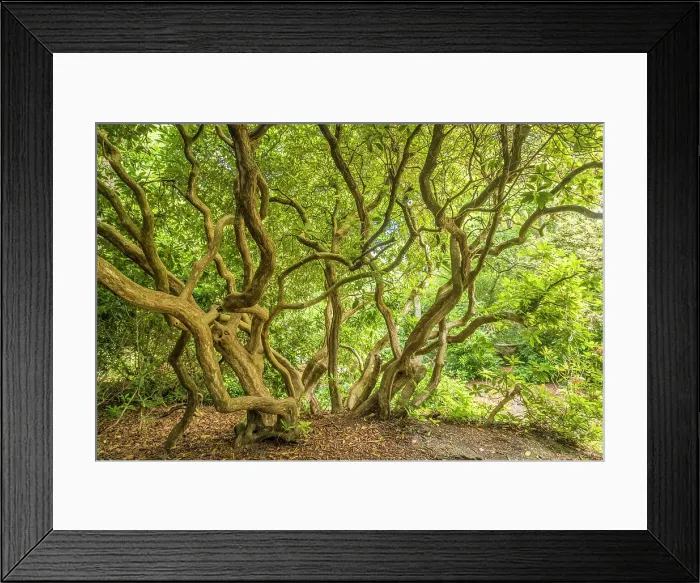 Framed Print : Old rhododendron in the Luetetsburg castle park, East Frisia, Lower Saxony, Germany Framed Print : Old rhododendron in the Luetetsburg castle park, East Frisia, Lower Saxony, Germany