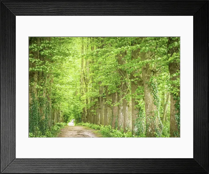 Framed Print : Beech alley near the Osterburg in Groothusen, Krummhoern, East Frisia, Lower Saxony, Germany Framed Print : Beech alley near the Osterburg in Groothusen, Krummhoern, East Frisia, Lower Saxony, Germany