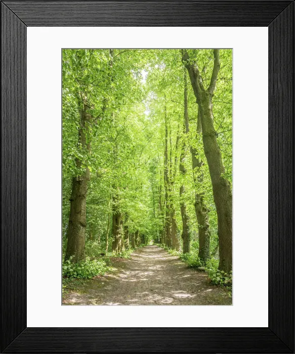 Framed Print : Beech alley near the Osterburg in Groothusen, Krummhoern, East Frisia, Lower Saxony, Germany Framed Print : Beech alley near the Osterburg in Groothusen, Krummhoern, East Frisia, Lower Saxony, Germany