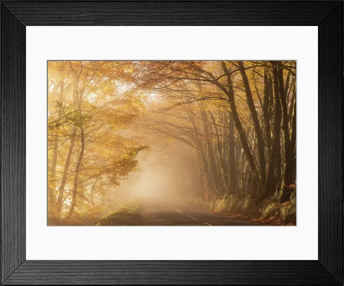 Framed Print : Tree lined road on a beautiful misty, autumn morning, Somerset, England. Autumn (December) 2022 Framed Print : Tree lined road on a beautiful misty, autumn morning, Somerset, England. Autumn (December) 2022
