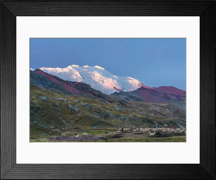 Framed Print : Herd of alpacas under Nevado Ausangate at sunset, near Uchullujllo, Pitumarca District, Canchis Province, Cuzco Region, Peru Framed Print : Herd of alpacas under Nevado Ausangate at sunset, near Uchullujllo, Pitumarca District, Canchis Province, Cuzco Region, Peru