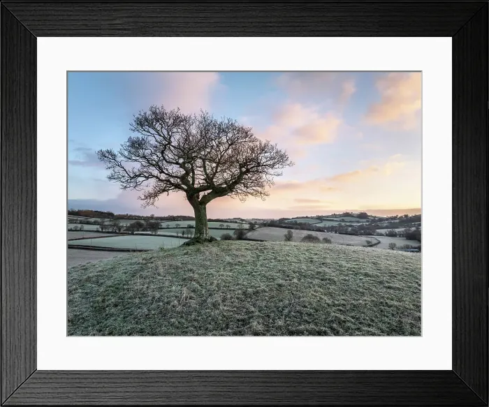 Framed Print : Lone hilltop tree at dawn on a frosty winter morning, Devon, England. Winter (January) 2024 Framed Print : Lone hilltop tree at dawn on a frosty winter morning, Devon, England. Winter (January) 2024