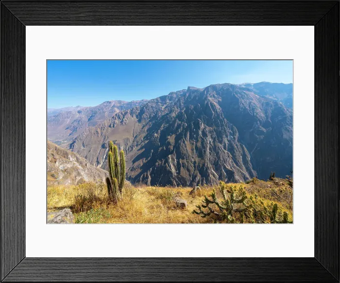 Framed Print : Cactus on slope of Canyon Colca, Caylloma Province, Arequipa Region, Peru