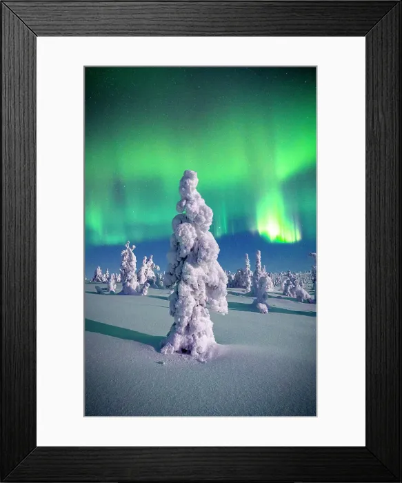 Framed Print : Souce trees covered in snowand ice with Northern Lights, Riisitunturi National Park, Lapland, Finland Framed Print : Souce trees covered in snowand ice with Northern Lights, Riisitunturi National Park, Lapland, Finland
