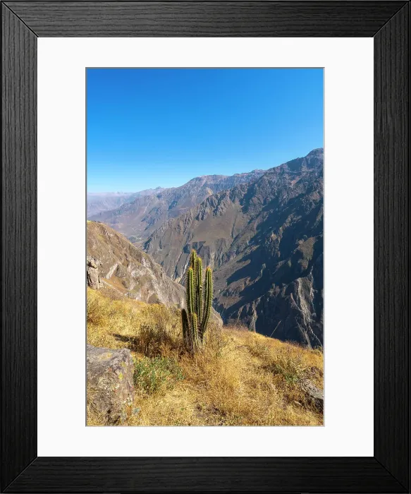 Framed Print : Cactus on slope of Canyon Colca, Caylloma Province, Arequipa Region, Peru Framed Print : Cactus on slope of Canyon Colca, Caylloma Province, Arequipa Region, Peru
