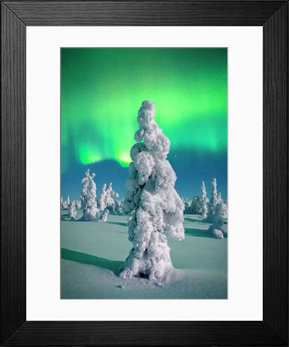 Framed Print : Souce trees covered in snowand ice with Northern Lights, Riisitunturi National Park, Lapland, Finland Framed Print : Souce trees covered in snowand ice with Northern Lights, Riisitunturi National Park, Lapland, Finland
