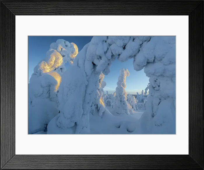 Framed Print : Frozen forest on Kuntivaara Fell, Kuusamo, Finland Framed Print : Frozen forest on Kuntivaara Fell, Kuusamo, Finland