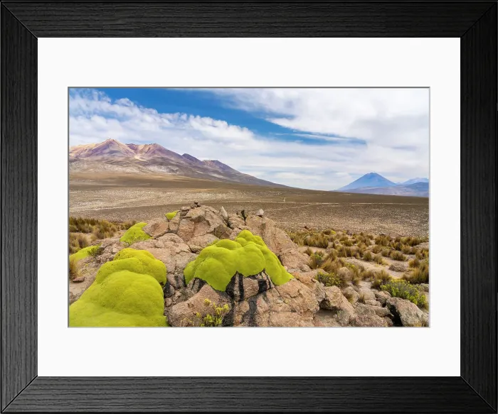 Framed Print : Yareta-covered rocks and turfs of grass with El Misti and Pichu Pichu volcanoes in background, Salinas y Aguada Blanca National Reserve, Arequipa Province, Arequipa Region, Peru