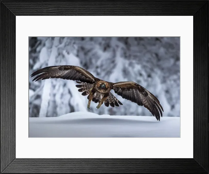 Framed Print : Golden eagle in flight, Oulanka National Park, Finland Framed Print : Golden eagle in flight, Oulanka National Park, Finland
