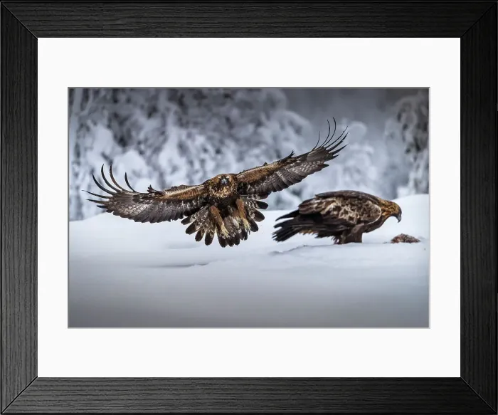 Framed Print : Golden eagle in flight, Oulanka National Park, Finland