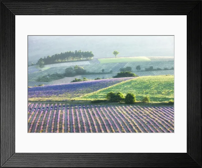 Framed Print : Lavender fields in early morning sunlight, near Sault, Provence, France Framed Print : Lavender fields in early morning sunlight, near Sault, Provence, France