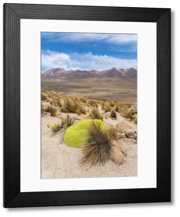 Framed Print : Moss-covered rocks and turfs of grass with Pichu Pichu volcanoe in background, Salinas y Aguada Blanca National Reserve, Arequipa Province, Arequipa Region, Peru Framed Print : Moss-covered rocks and turfs of grass with Pichu Pichu volcanoe in background, Salinas y Aguada Blanca National Reserve, Arequipa Province, Arequipa Region, Peru