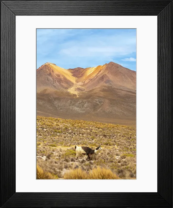 Framed Print : Vicuna (Vicugna vicugna) grazing against mountains, Salinas y Aguada Blanca National Reserve, Arequipa Province, Arequipa Region, Peru Framed Print : Vicuna (Vicugna vicugna) grazing against mountains, Salinas y Aguada Blanca National Reserve, Arequipa Province, Arequipa Region, Peru