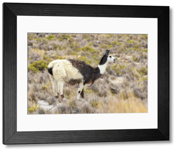 Framed Print : Close up of vicuna (Vicugna vicugna) grazing, Salinas y Aguada Blanca National Reserve, Arequipa Province, Arequipa Region, Peru Framed Print : Close up of vicuna (Vicugna vicugna) grazing, Salinas y Aguada Blanca National Reserve, Arequipa Province, Arequipa Region, Peru
