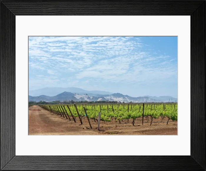 Framed Print : Vineyards against mountains, Vista Alegre winery, Parcona District, Ica Province, Ica Region, Peru Framed Print : Vineyards against mountains, Vista Alegre winery, Parcona District, Ica Province, Ica Region, Peru