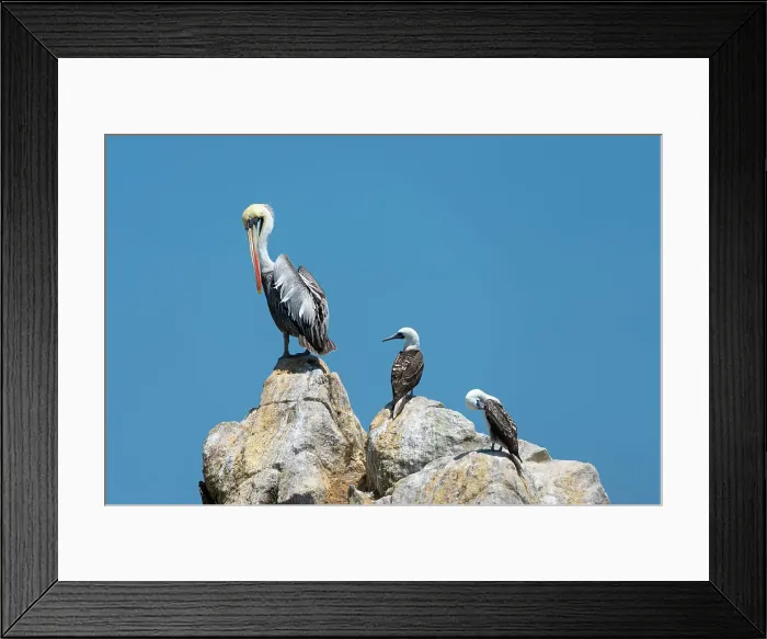 Framed Print : Peruvian pelican (Pelecanus thagus) and two Peruvian boobies (Sula variegata) on rock, Ballestas Islands, Paracas District, Pisco Province, Ica Region, Peru Framed Print : Peruvian pelican (Pelecanus thagus) and two Peruvian boobies (Sula variegata) on rock, Ballestas Islands, Paracas District, Pisco Province, Ica Region, Peru