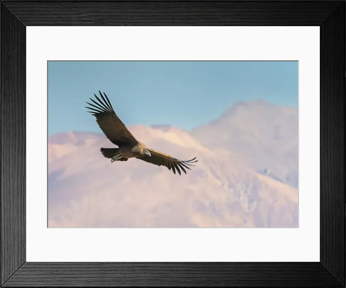 Framed Print : Andean condor (Vultur gryphus) flying over Canyon Colca, Caylloma Province, Arequipa Region, Peru Framed Print : Andean condor (Vultur gryphus) flying over Canyon Colca, Caylloma Province, Arequipa Region, Peru