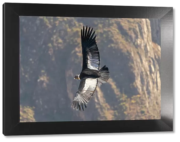 Andean condor (Vultur gryphus) flying over Canyon Colca, Caylloma Province, Arequipa Region, Peru