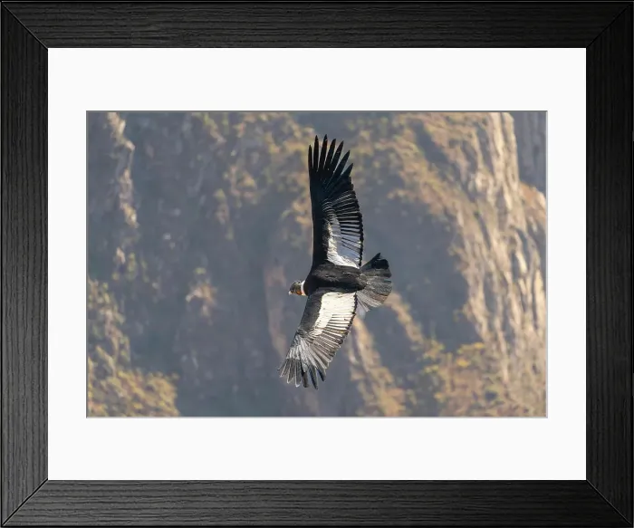 Framed Print : Andean condor (Vultur gryphus) flying over Canyon Colca, Caylloma Province, Arequipa Region, Peru Framed Print : Andean condor (Vultur gryphus) flying over Canyon Colca, Caylloma Province, Arequipa Region, Peru
