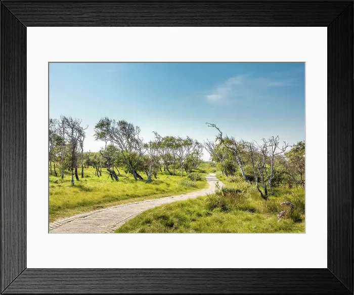 Framed Print : Path through the dunes with windblown birches, Norderney, East Frisian Islands, East Frisia, Lower Saxony, Germany Framed Print : Path through the dunes with windblown birches, Norderney, East Frisian Islands, East Frisia, Lower Saxony, Germany