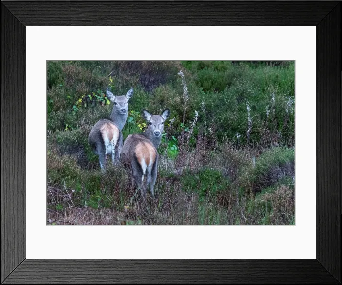 Framed Print : Pair of Red Deer, Scotland Framed Print : Pair of Red Deer, Scotland