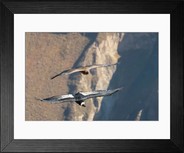 Framed Print : Two Andean condors (Vultur gryphus) flying over Canyon Colca, Caylloma Province, Arequipa Region, Peru Framed Print : Two Andean condors (Vultur gryphus) flying over Canyon Colca, Caylloma Province, Arequipa Region, Peru
